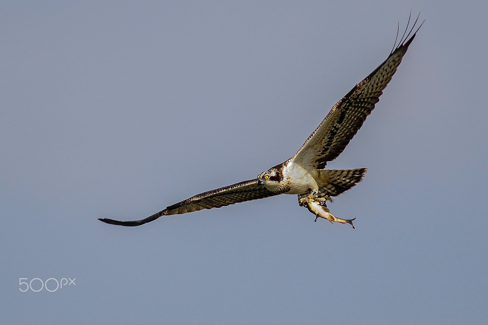 Nikon D300 + Nikon AF-S Nikkor 600mm F4G ED VR sample photo. Fischadler mit beute / osprey with prey photography