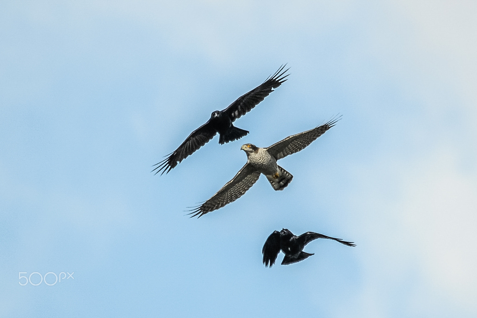 Sigma 150-500mm F5-6.3 DG OS HSM sample photo. Habicht mit krähen / hawk with crow photography