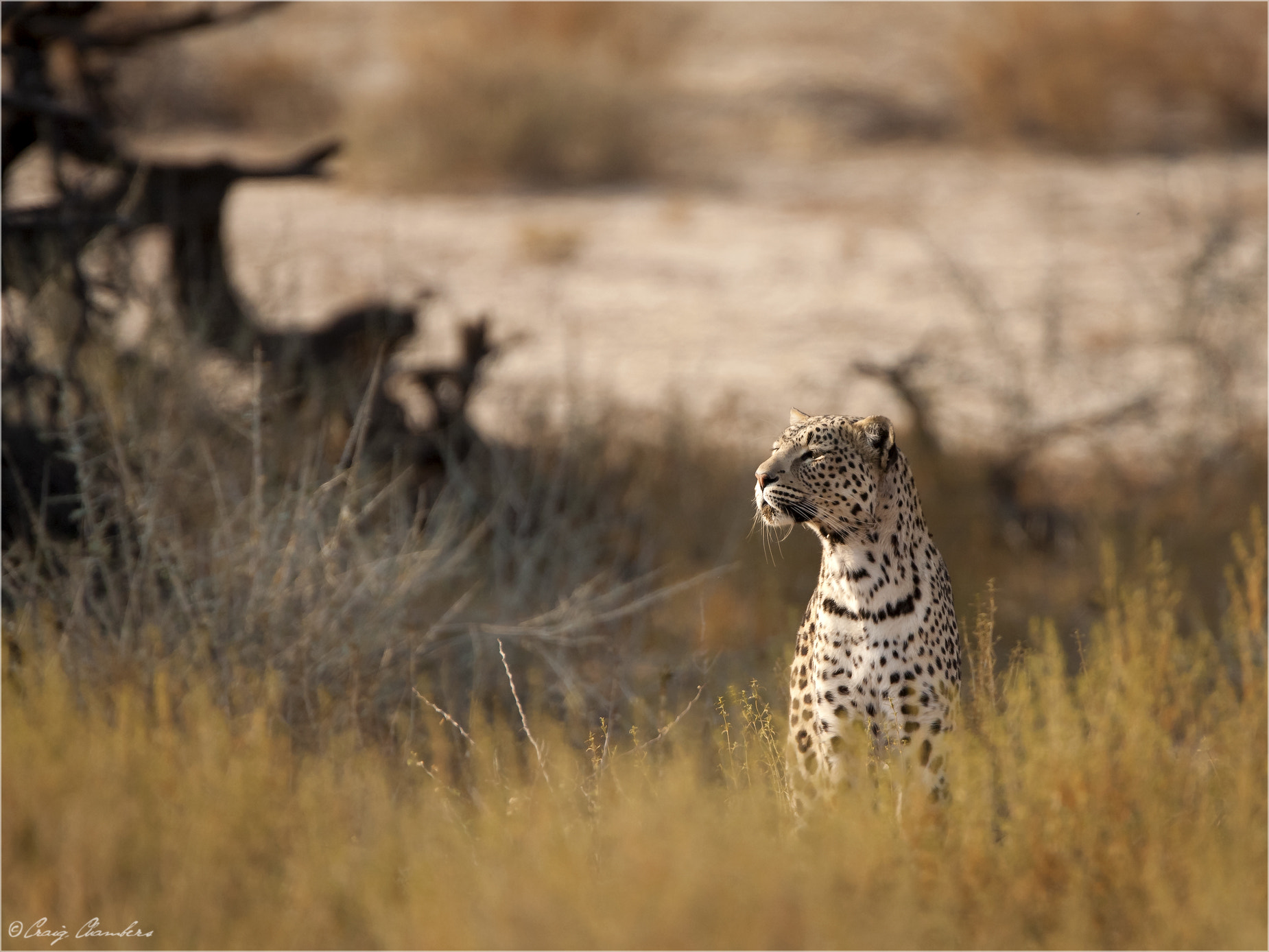 Canon EF 500mm F4L IS USM sample photo. Whats coming.jpg photography