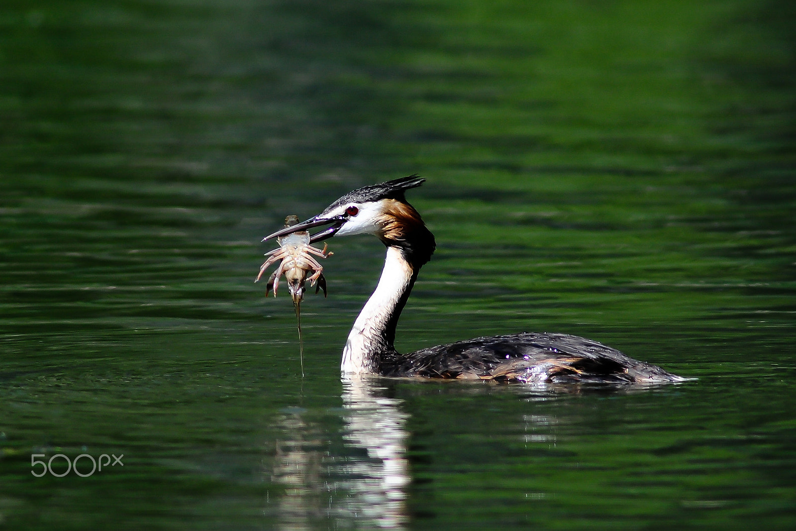 Nikon D300 + Nikon AF-S Nikkor 600mm F4G ED VR sample photo. Haubentaucher / great crested grebe photography