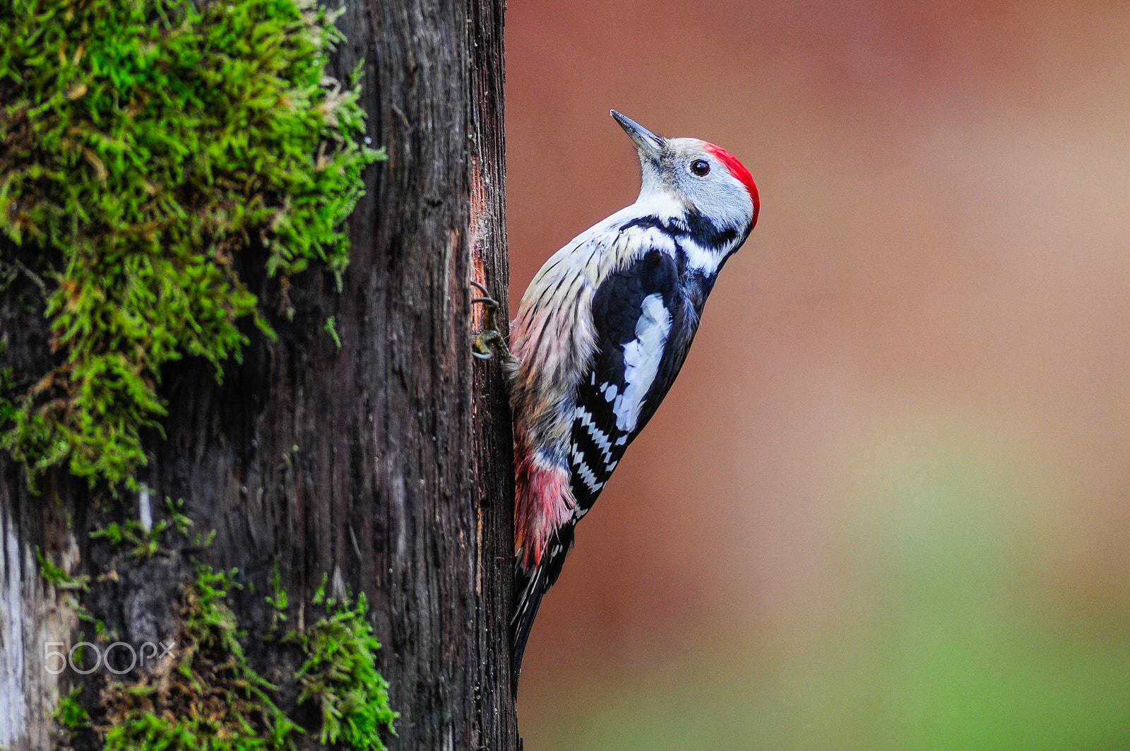 Nikon D300 + Nikon AF-S Nikkor 600mm F4G ED VR sample photo. Mittelspecht / middle-spotted woodpecker photography