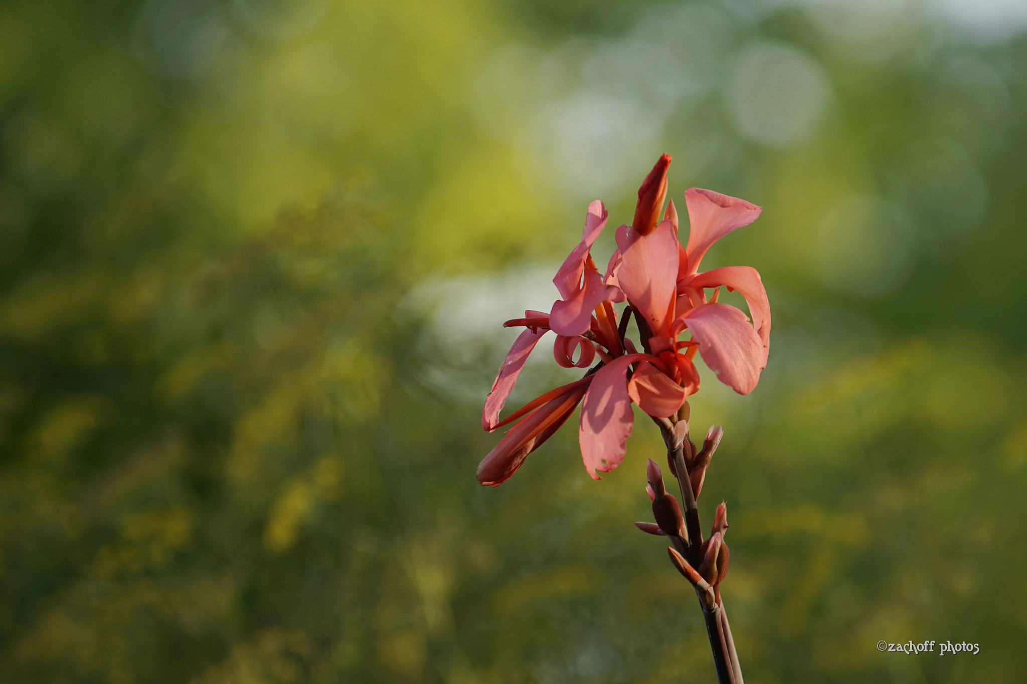 Sony ILCA-77M2 + Minolta/Sony AF 70-200mm F2.8 G sample photo. Bokehlicious flower photography