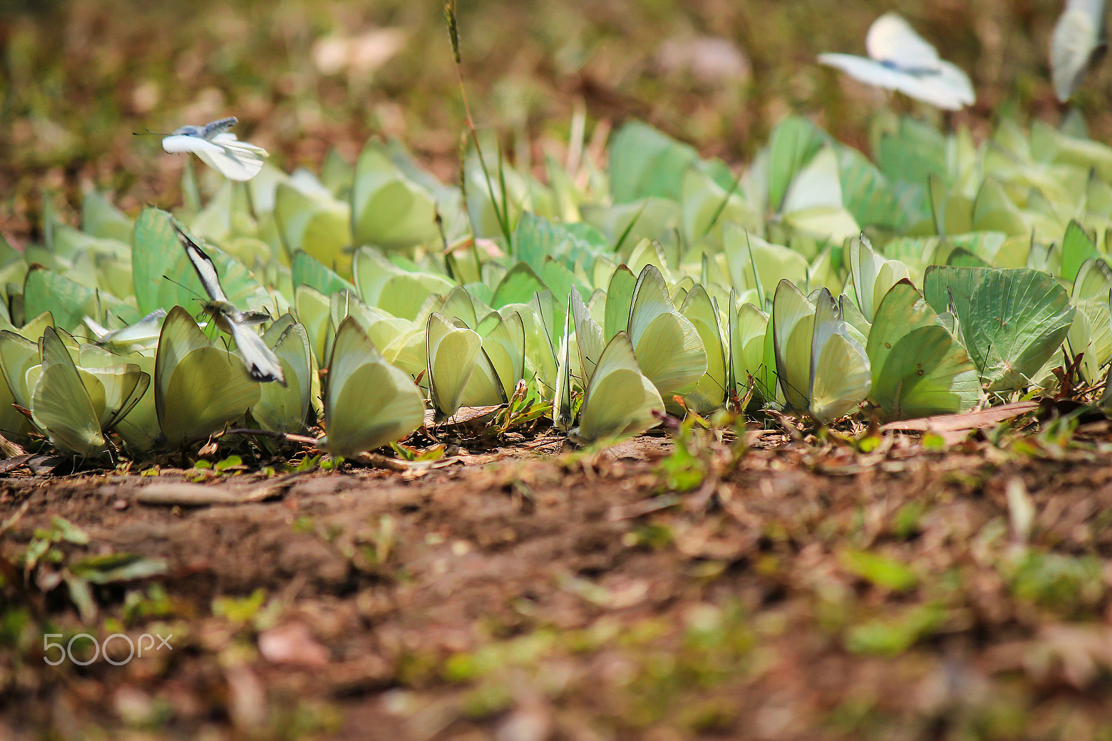 Canon EOS 550D (EOS Rebel T2i / EOS Kiss X4) sample photo. Butterflies flock for food photography