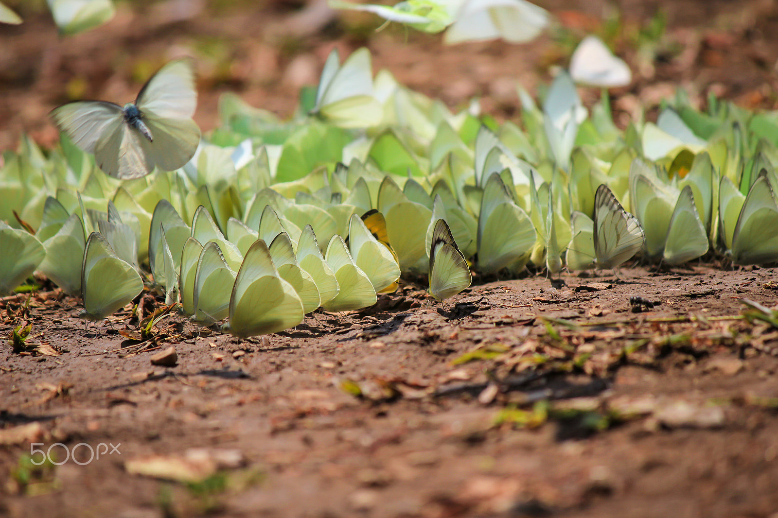 Canon EOS 550D (EOS Rebel T2i / EOS Kiss X4) sample photo. Butterflies flock photography