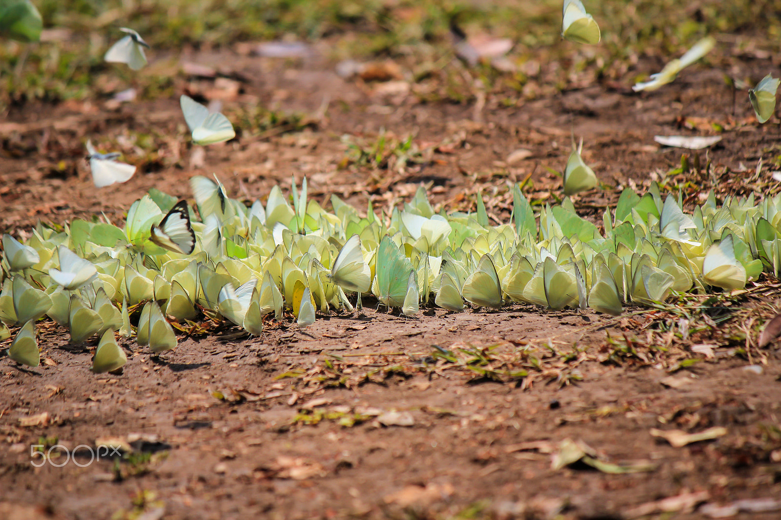 Canon EOS 550D (EOS Rebel T2i / EOS Kiss X4) sample photo. Butterflies flock photography