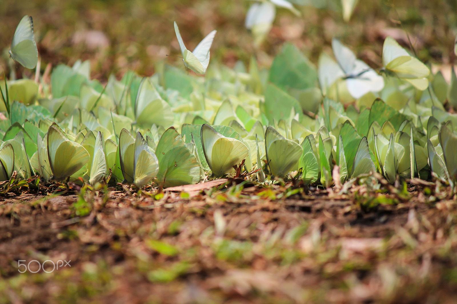 Canon EOS 550D (EOS Rebel T2i / EOS Kiss X4) sample photo. Butterflies flock for food photography