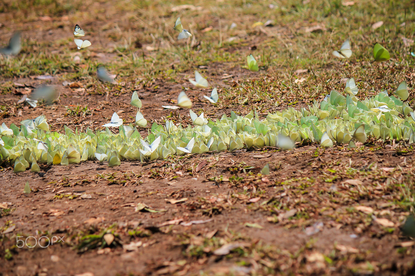 Canon EOS 550D (EOS Rebel T2i / EOS Kiss X4) sample photo. Butterflies flock photography