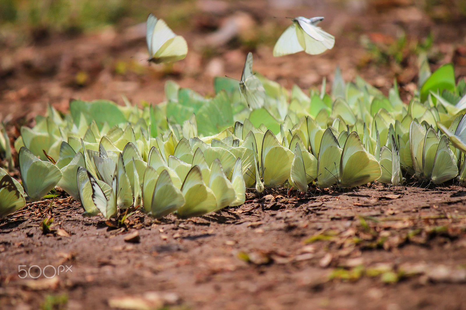 Canon EOS 550D (EOS Rebel T2i / EOS Kiss X4) sample photo. Butterflies flock photography