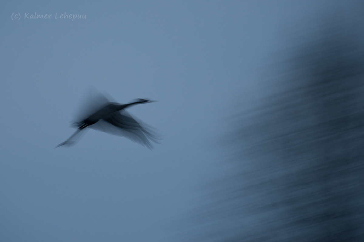 Nikon D800E + Nikon AF-S Nikkor 300mm F2.8G ED VR II sample photo. Common crane photography