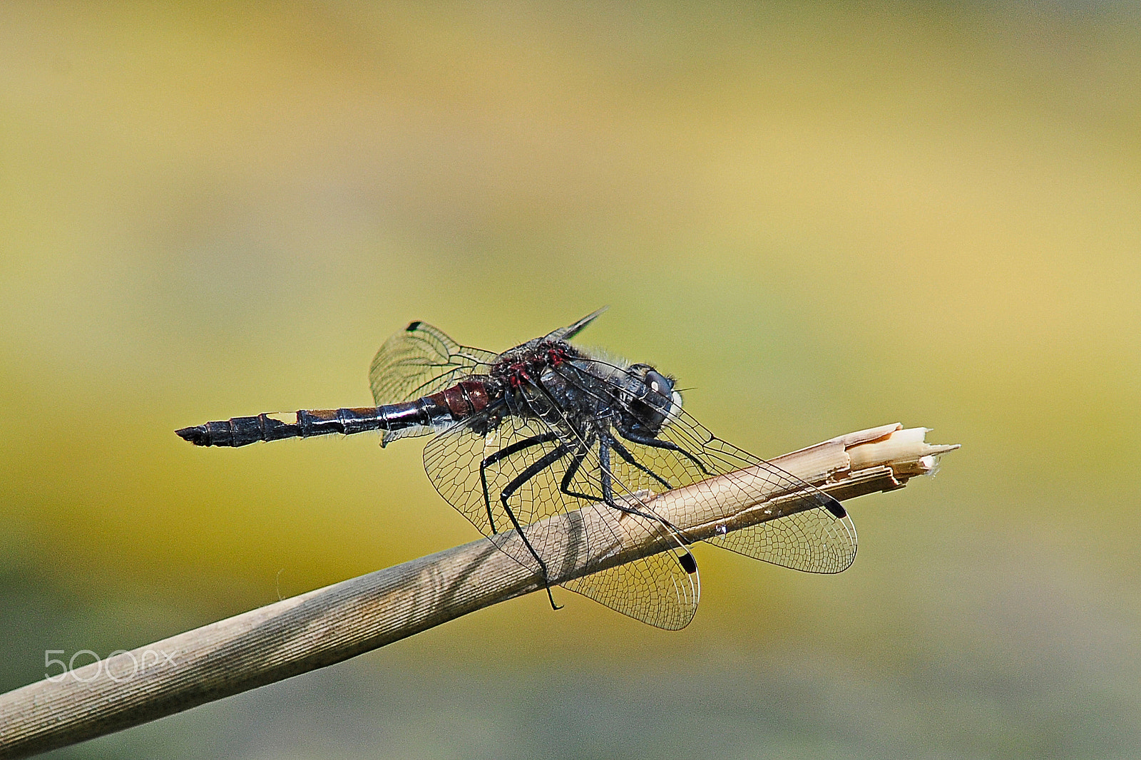 Nikon D300 + AF Nikkor 300mm f/4 IF-ED sample photo. Große moosjungfer / large white-faced darter photography