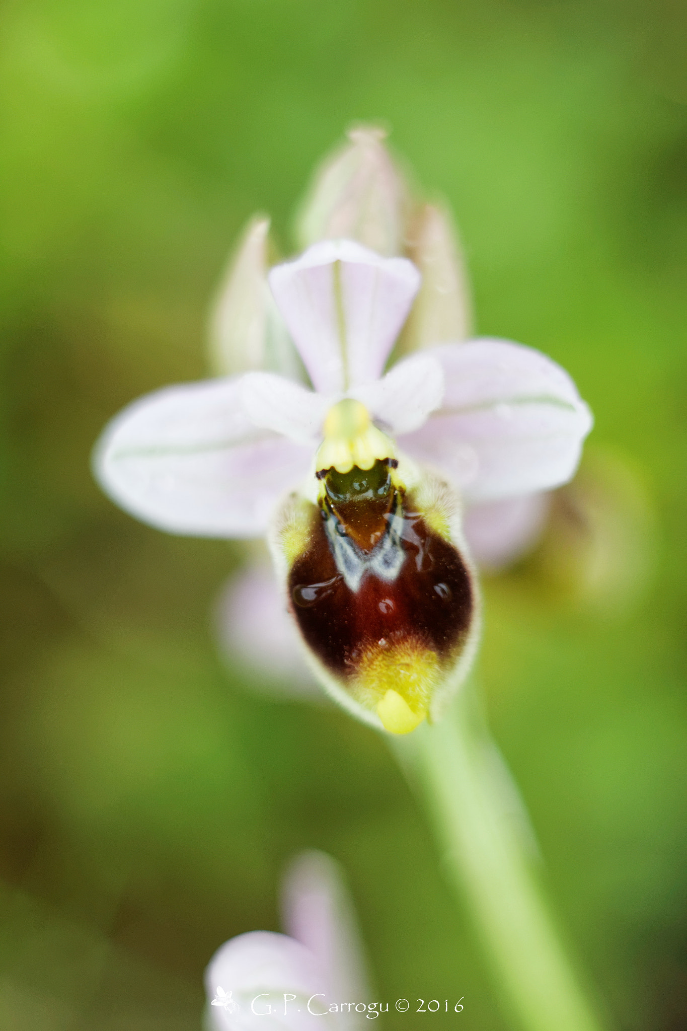 Canon EOS M + Canon EF 28-80mm f/3.5-5.6 sample photo. Ophrys tenthredinifera photography