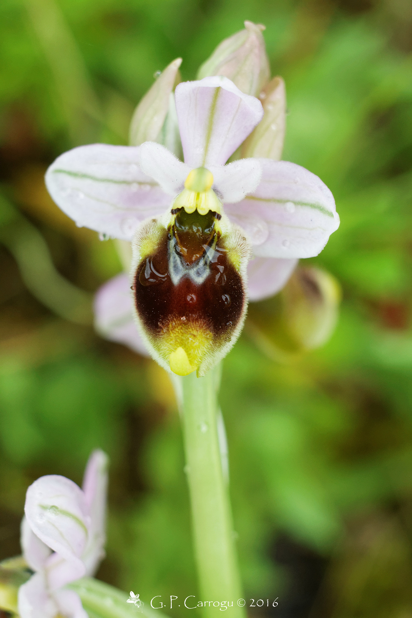Canon EF 28-80mm f/3.5-5.6 sample photo. Ophrys tenthredinifera, south sardinia photography