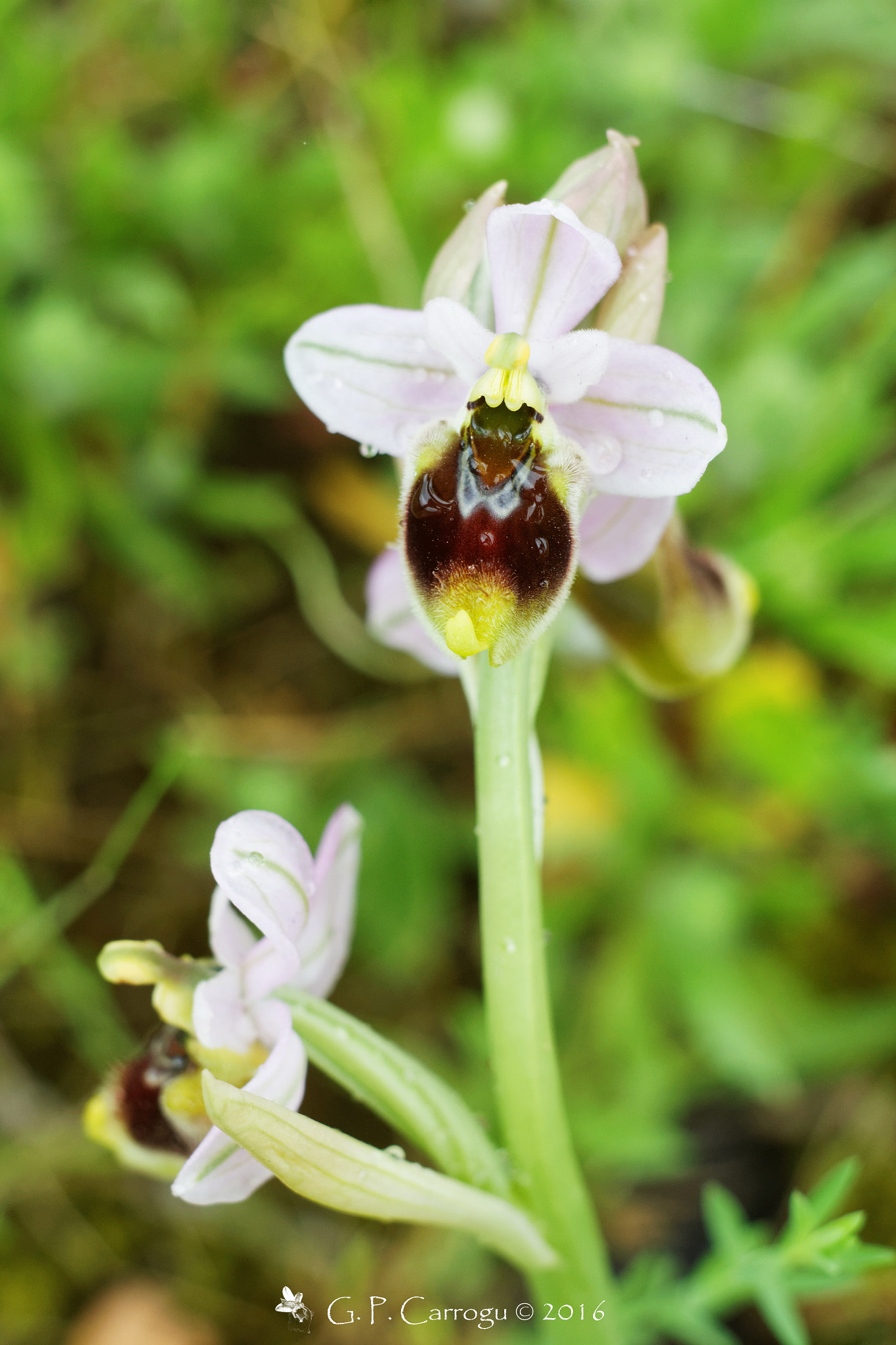 Canon EF 28-80mm f/3.5-5.6 sample photo. Ophrys tenthredinifera & rain photography