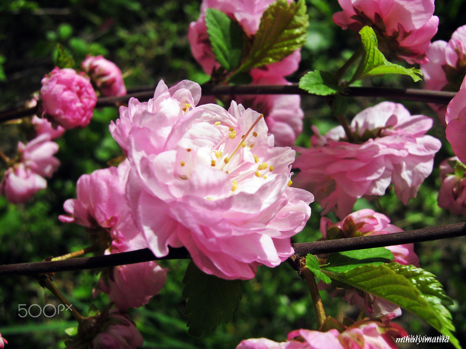 Canon PowerShot A800 sample photo. Peony photography