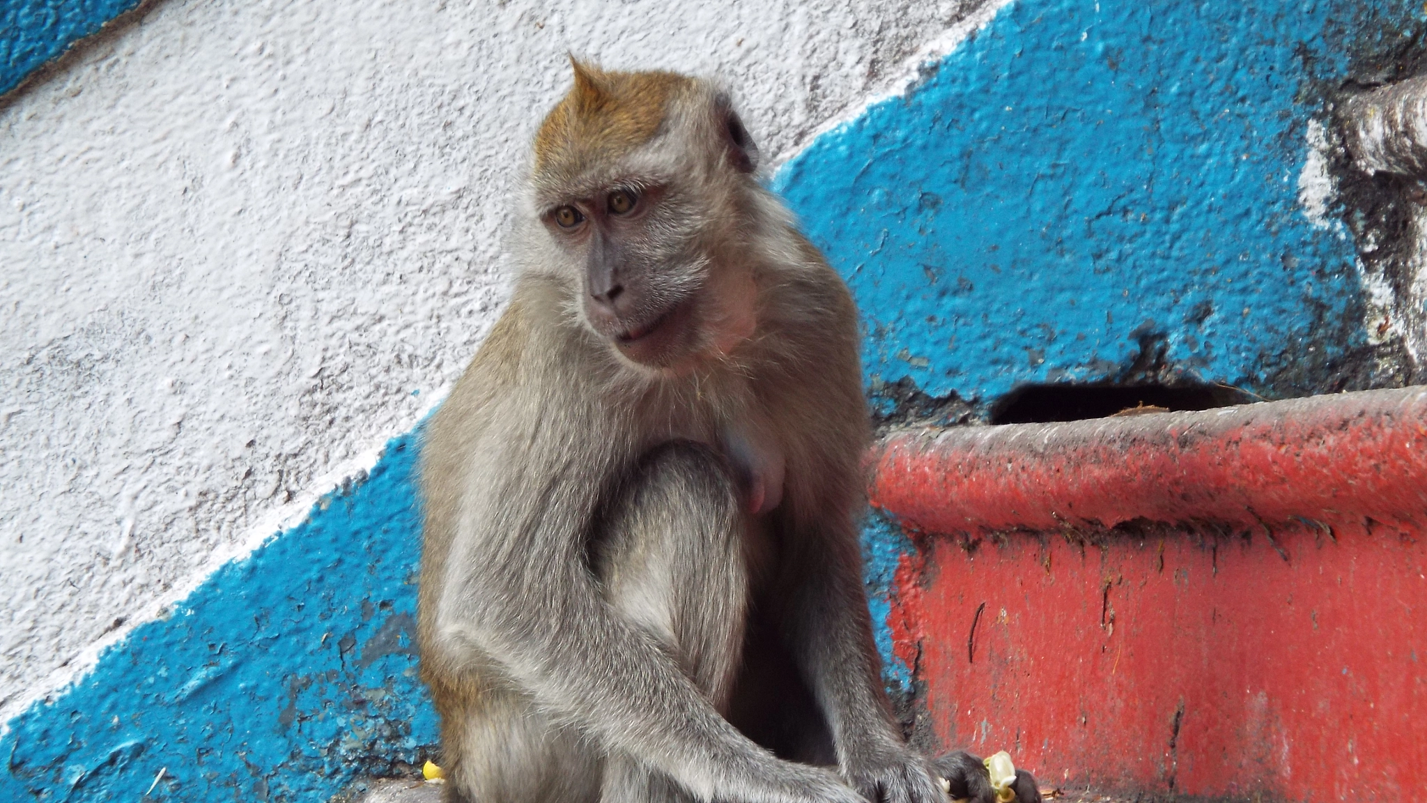 Fujifilm FinePix S9400W sample photo. Malaysia's monkey, not the tiger photography
