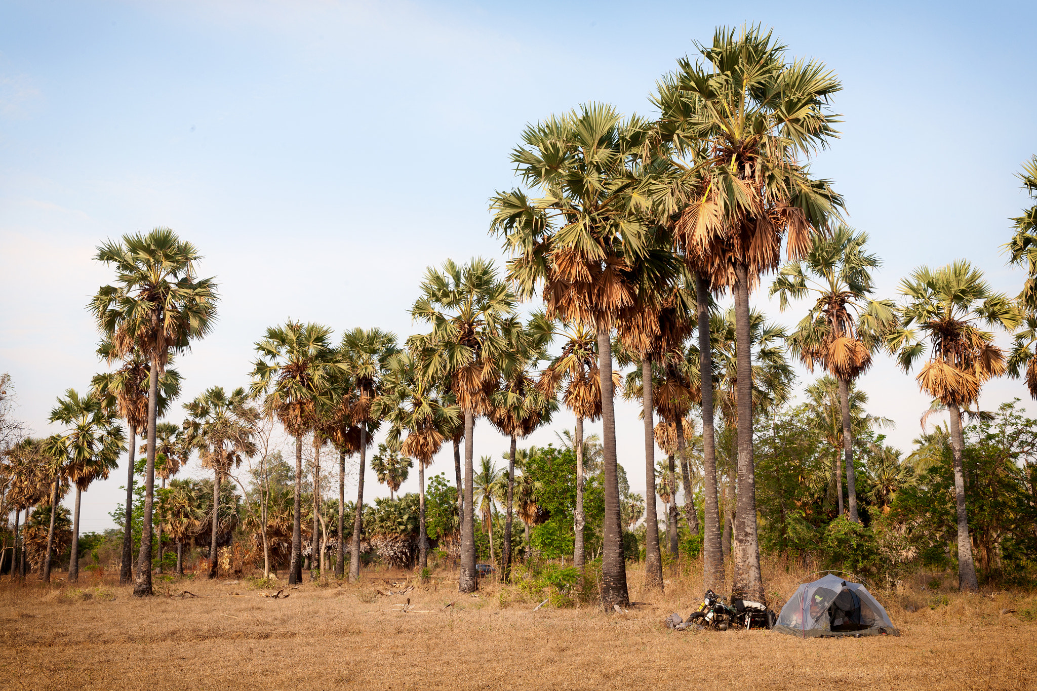 Canon EOS 5D + Canon EF 40mm F2.8 STM sample photo. Palm camping photography