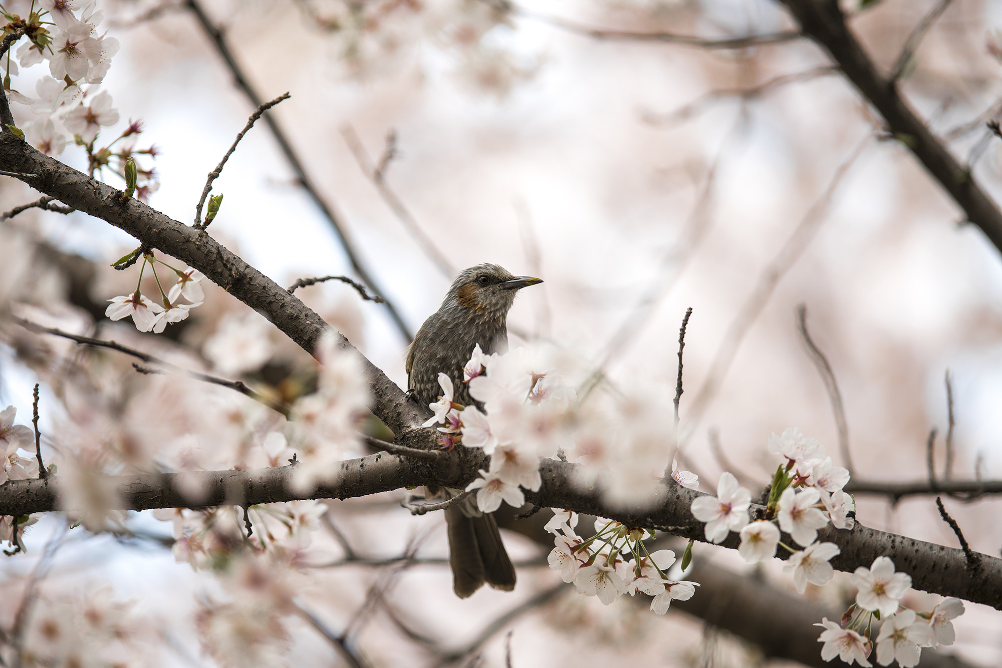 300mm F2.8 G sample photo. Cherry blossom photography