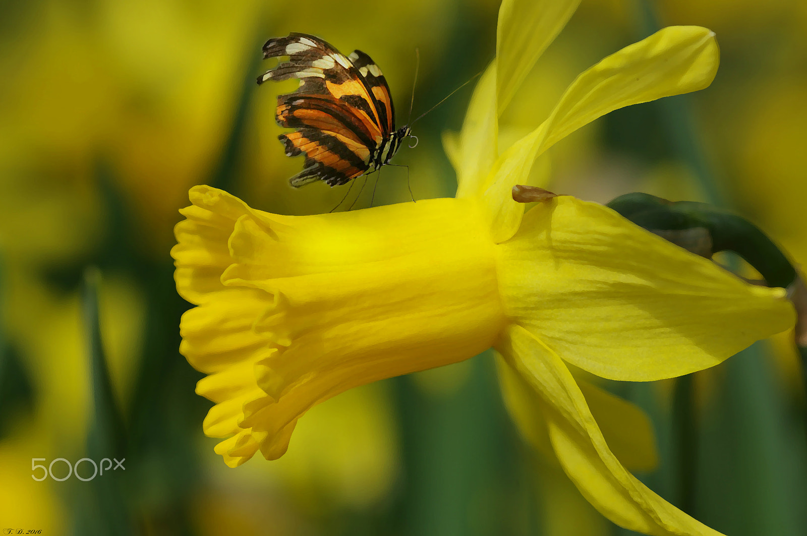 Pentax smc D-FA 100mm F2.8 macro sample photo. Schmetterlingszauber photography
