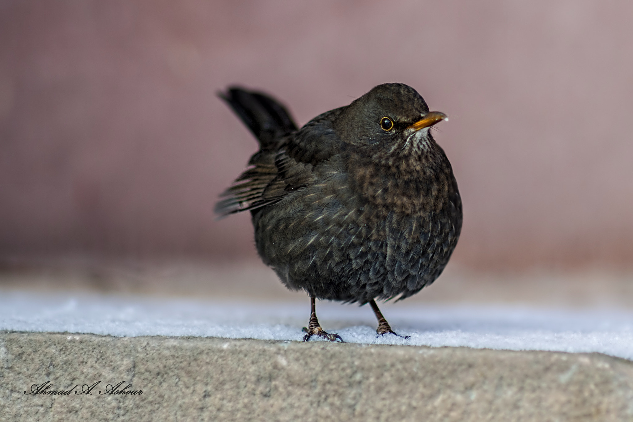 Nikon D3X + Sigma 85mm F1.4 EX DG HSM sample photo. Looking for the spring.  photography