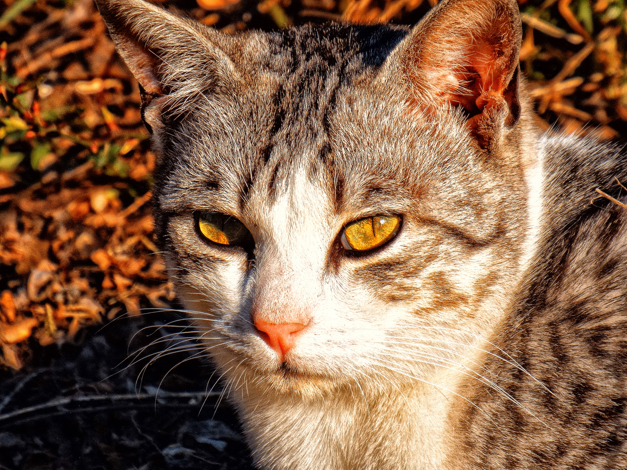Fujifilm FinePix S8500 sample photo