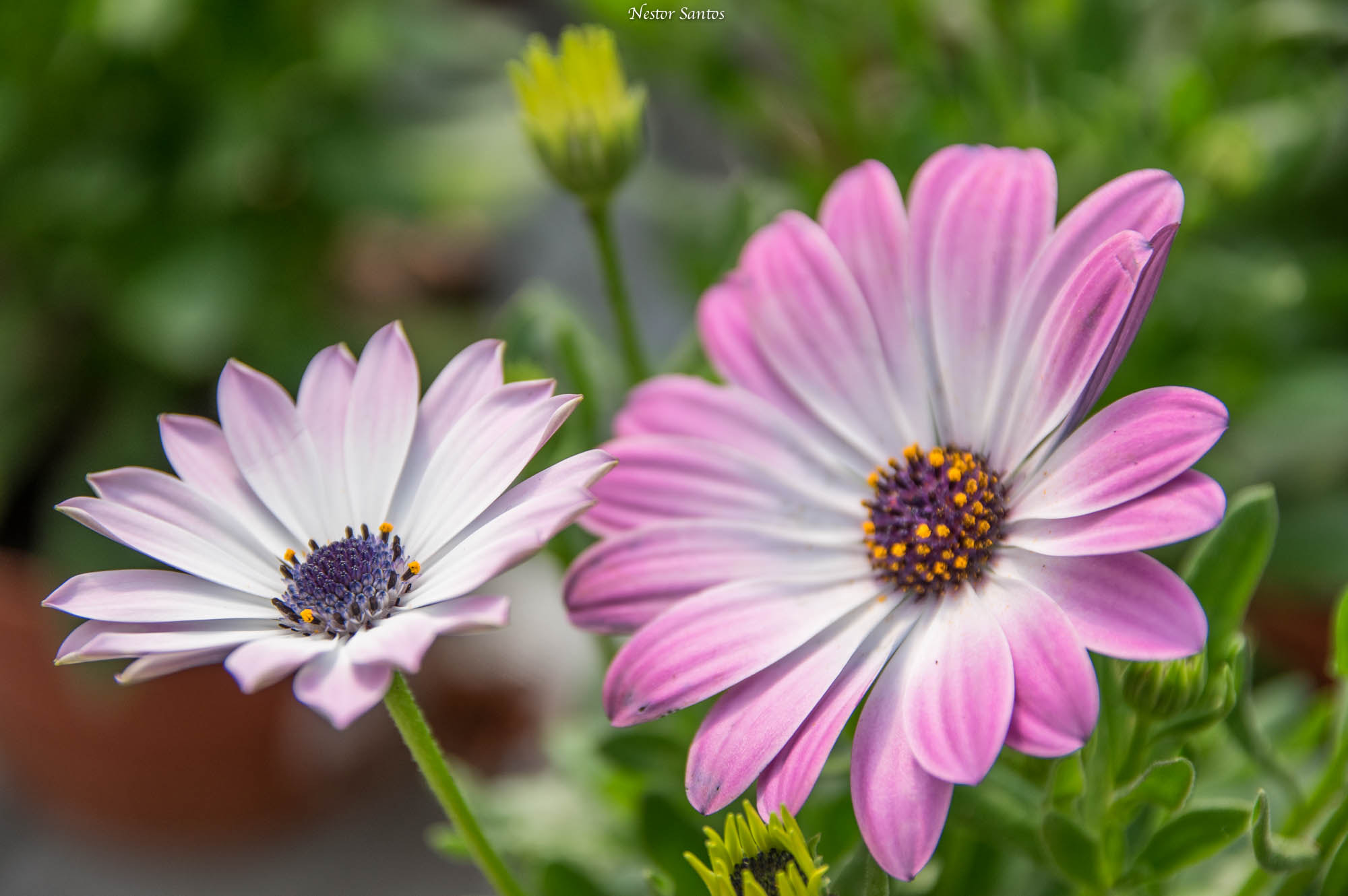 Sigma 17-70mm F2.8-4 DC Macro HSM Contemporary sample photo. Pink spring photography