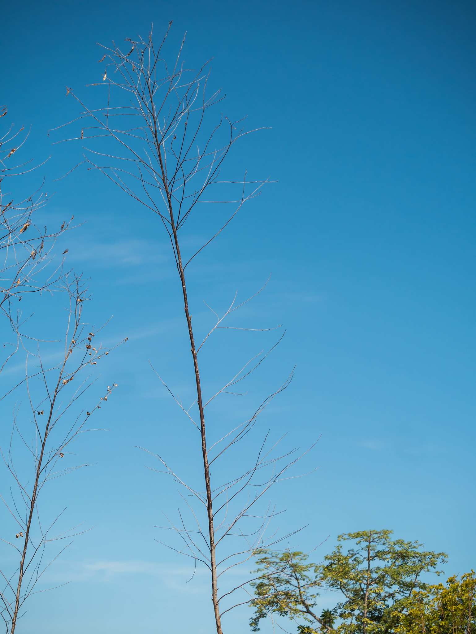 LUMIX G VARIO 45-150/F4.0-5.6 sample photo. Tree texture with blue sky photography