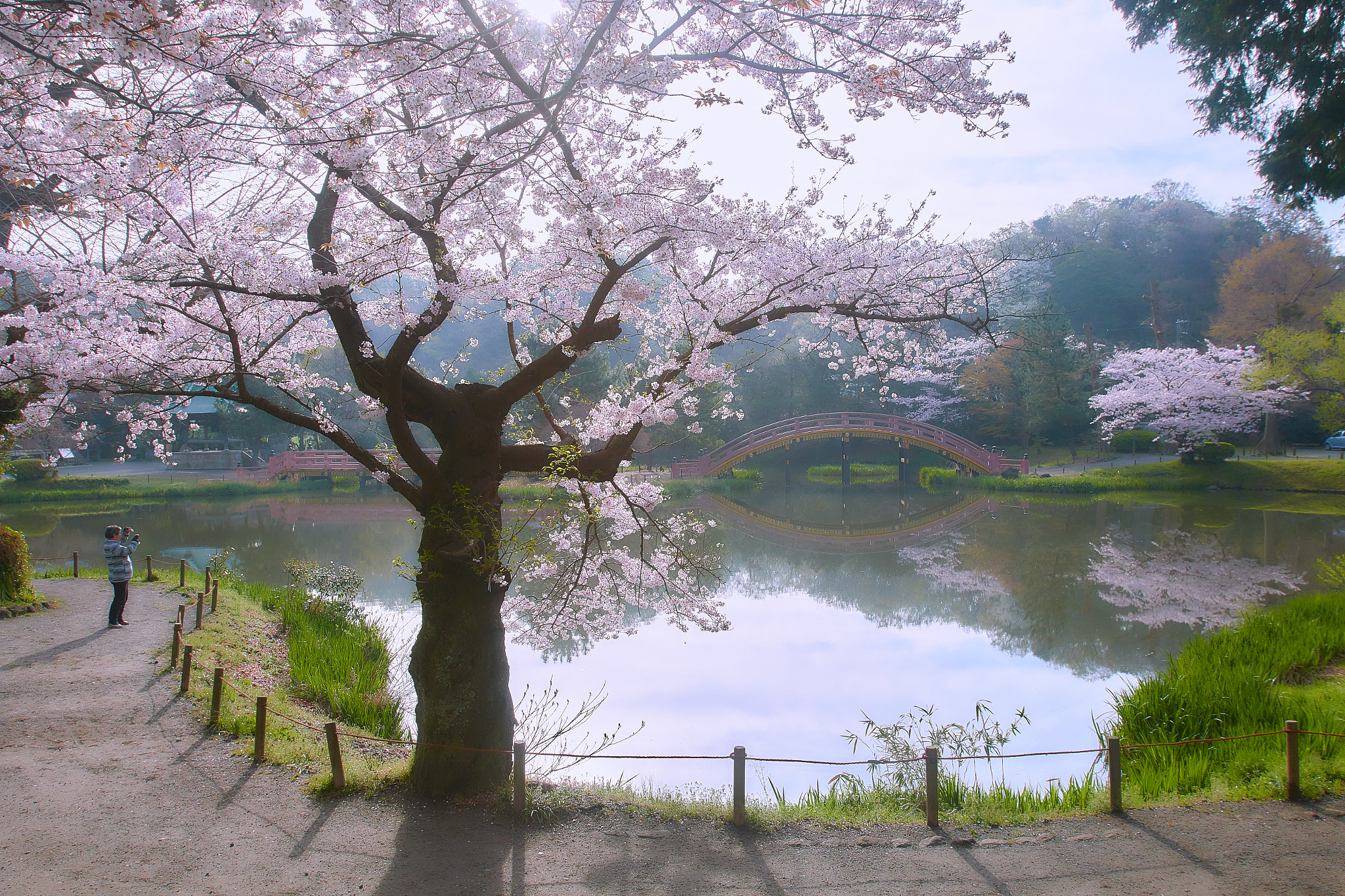 Canon EOS 70D + Canon EF 16-35mm F2.8L USM sample photo. Sakura cherry photography