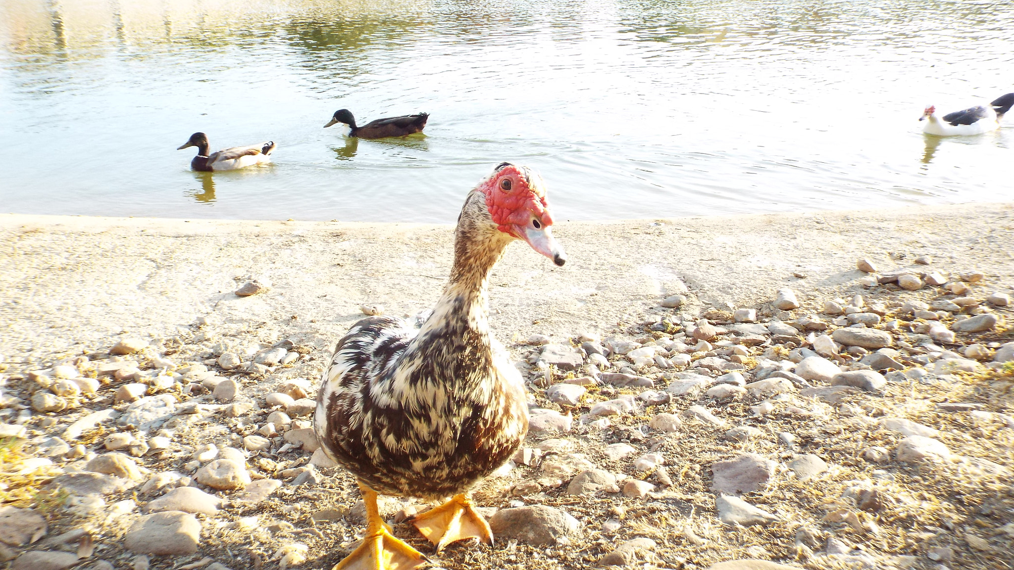 Fujifilm FinePix S9400W sample photo. Are you looking at me? photography