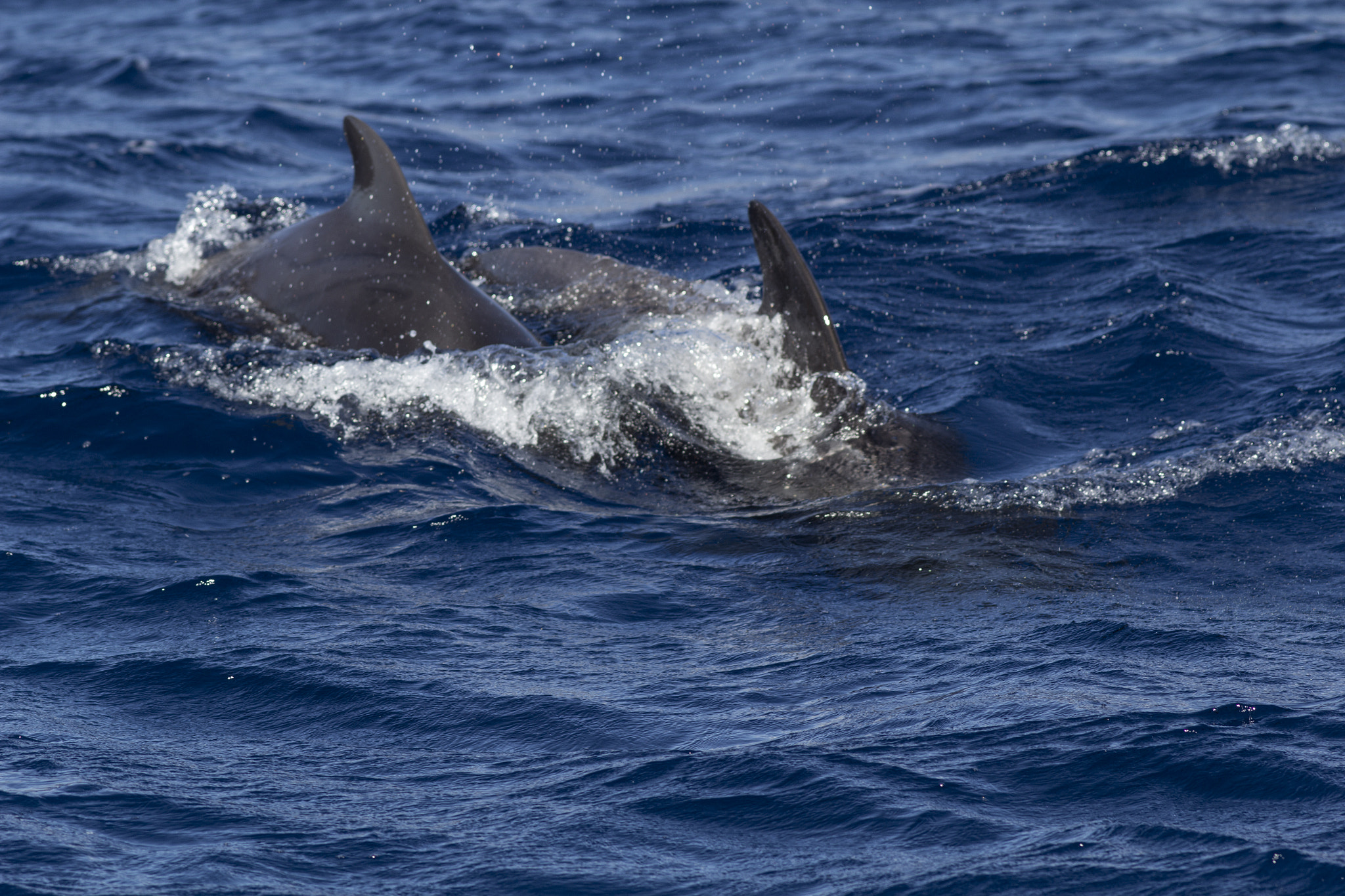 Canon EOS 600D (Rebel EOS T3i / EOS Kiss X5) + Canon EF 200mm F2.8L II USM sample photo. Pilot whales photography