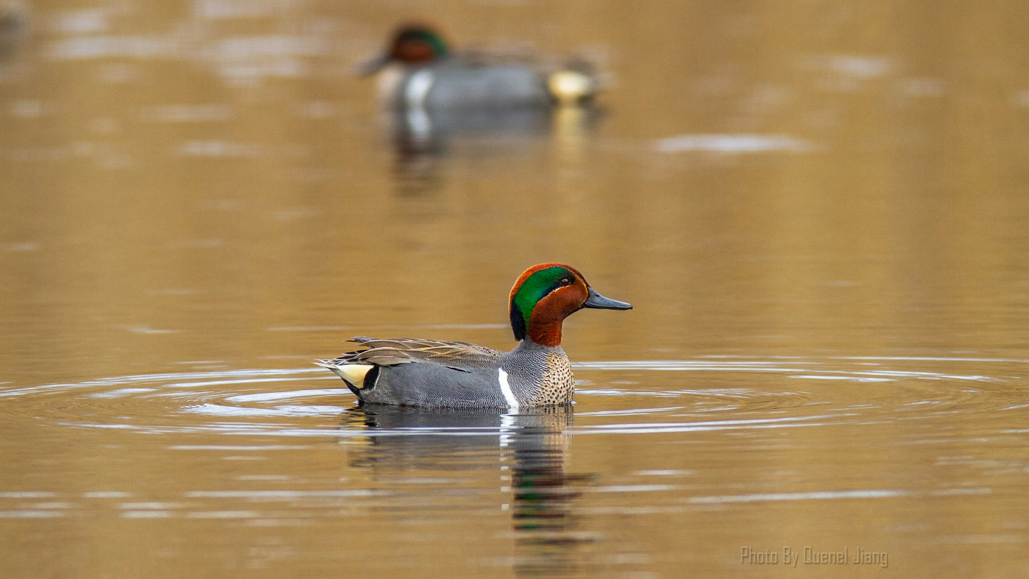 Canon EF 600mm f/4L IS sample photo