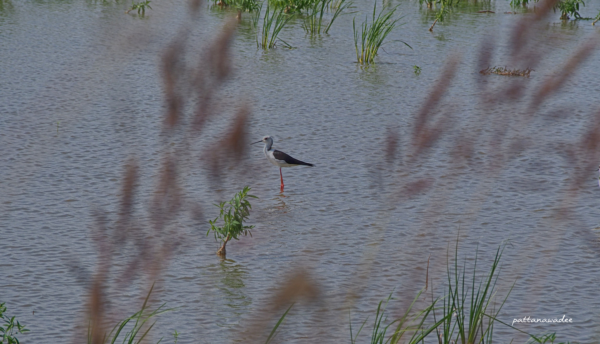 Olympus PEN E-P5 sample photo. Black-winged stilt...in pink photography