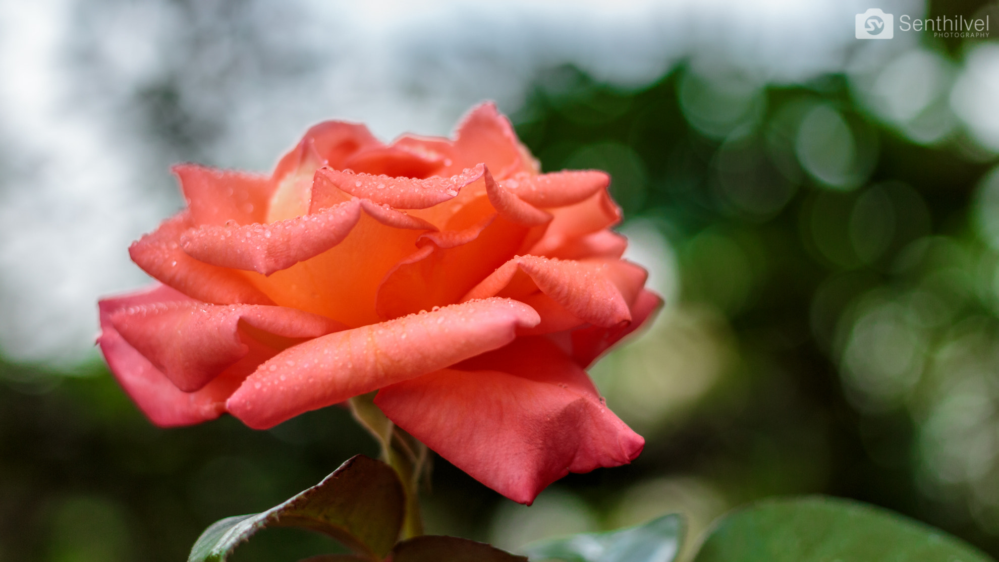 Canon EF 40mm F2.8 STM sample photo. Rose photography
