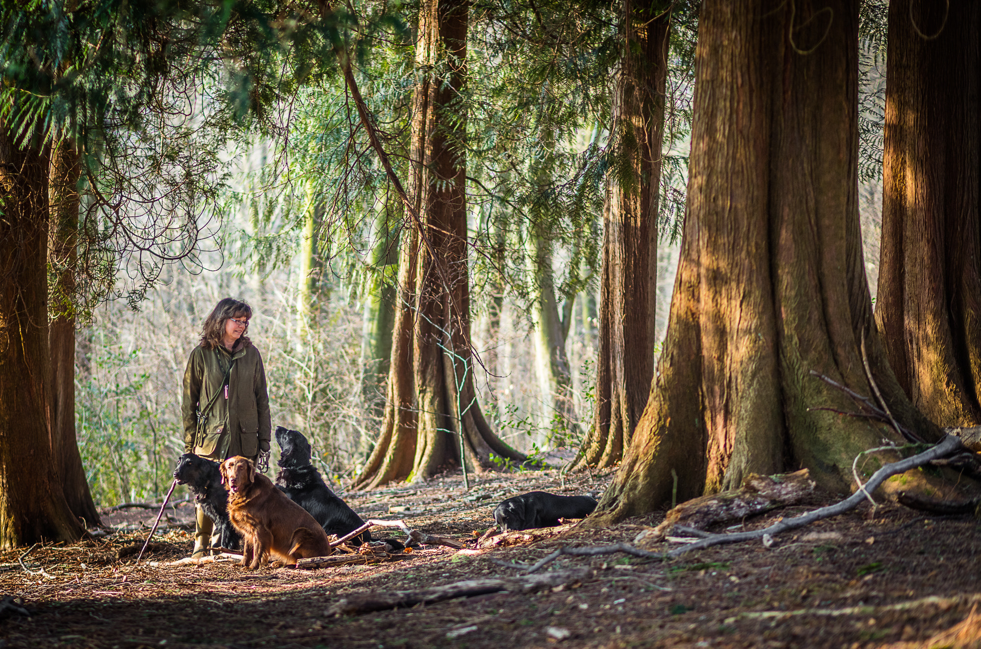 Canon EOS 5DS + Canon EF 85mm F1.8 USM sample photo. Dogs photography