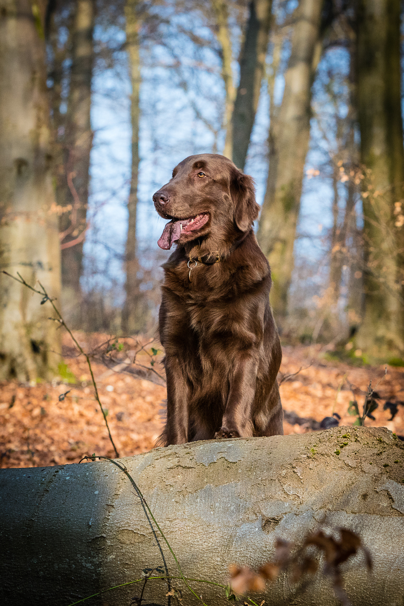 Canon EOS 5DS sample photo. Dogs photography