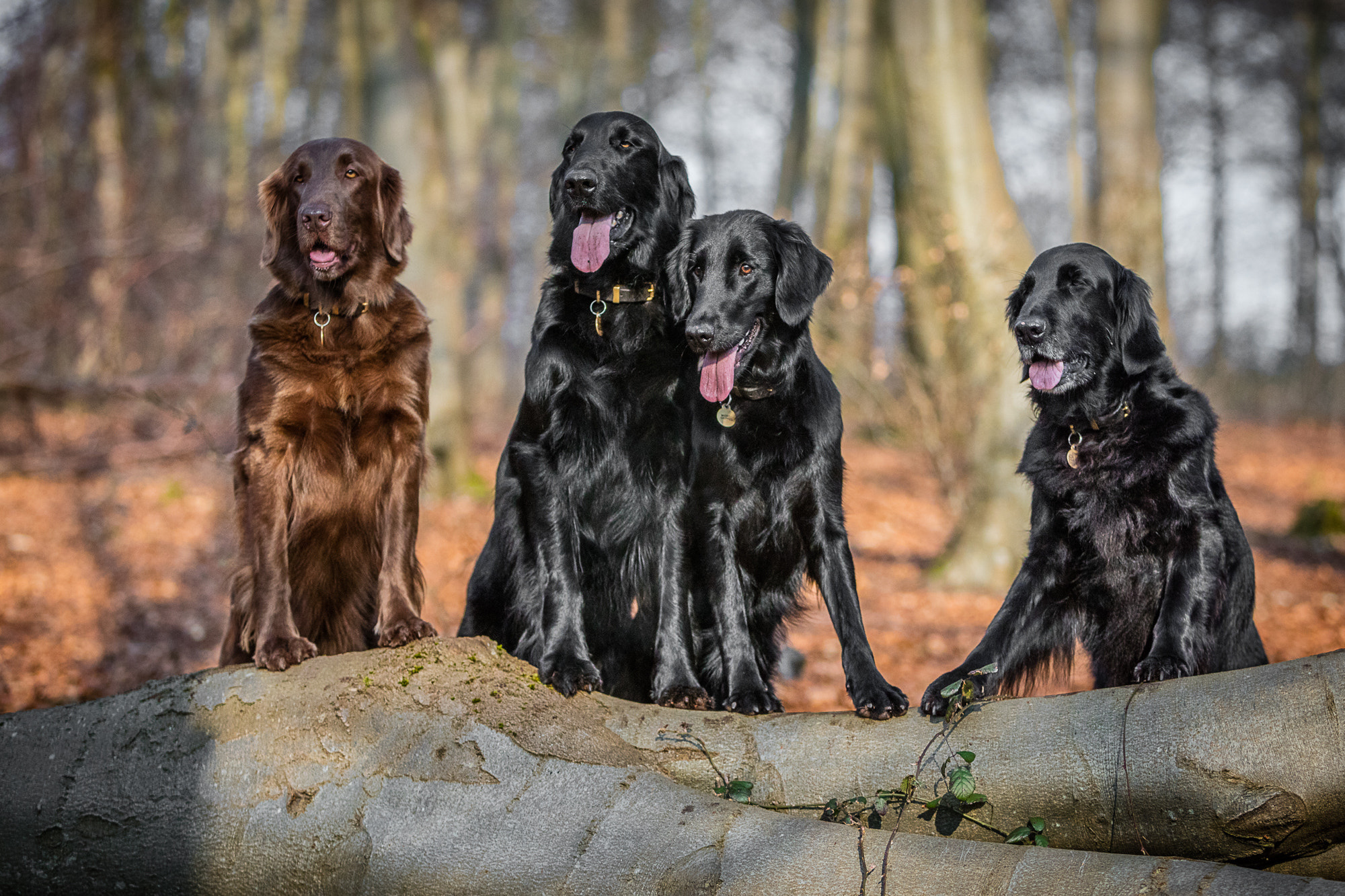 Canon EOS 5DS sample photo. Dogs photography