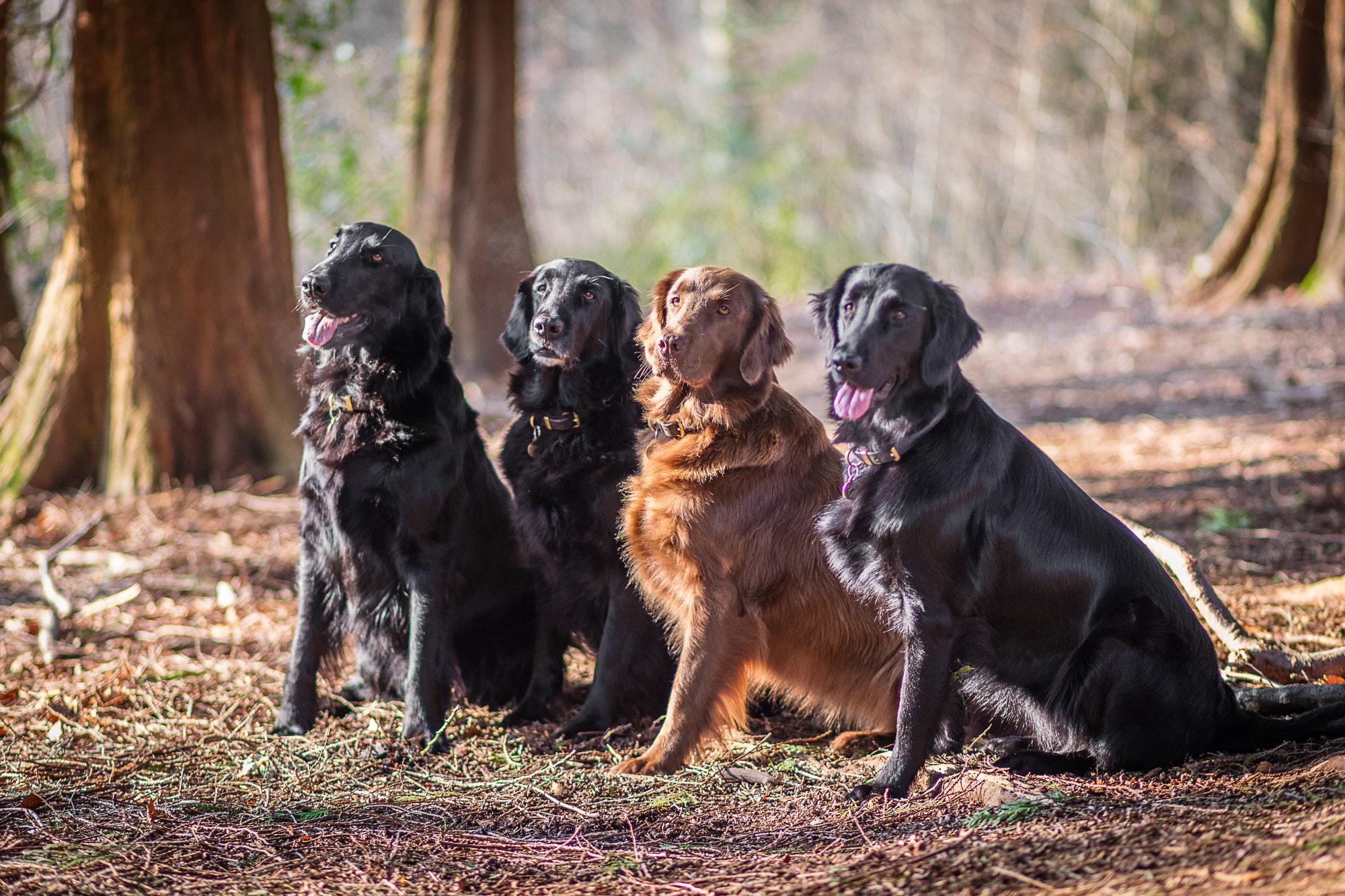 Canon EOS 5DS + Canon EF 85mm F1.8 USM sample photo. Dogs photography