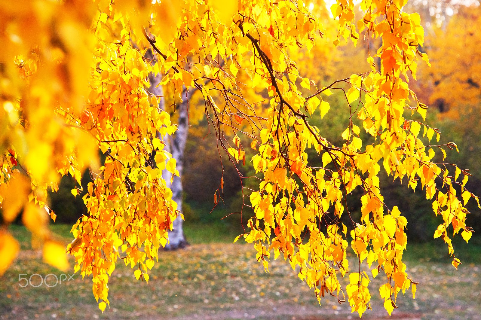 Nikon Df + Nikon AF-S Nikkor 28-300mm F3.5-5.6G ED VR sample photo. Autumn birch tree photography