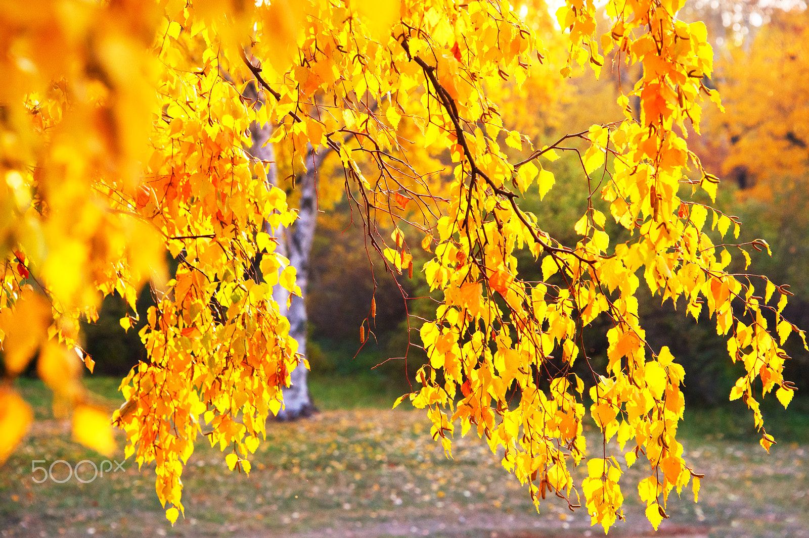 Nikon Df sample photo. Autumn birch tree photography