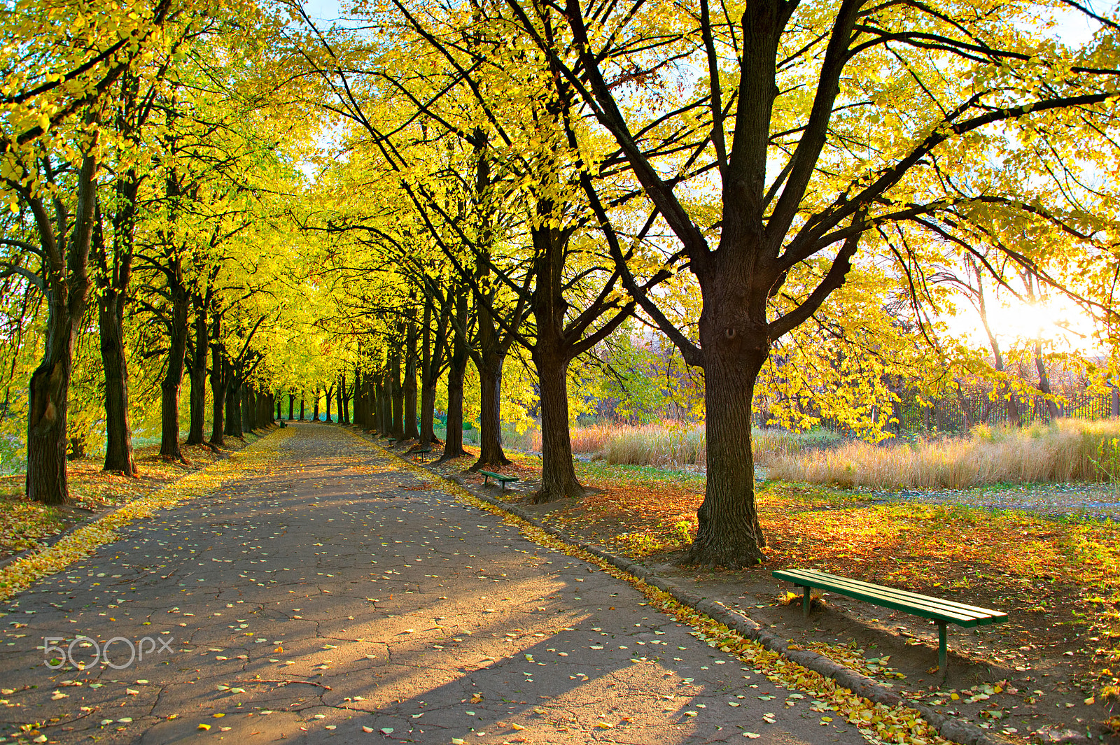 Nikon Df sample photo. Beautiful autumn park photography