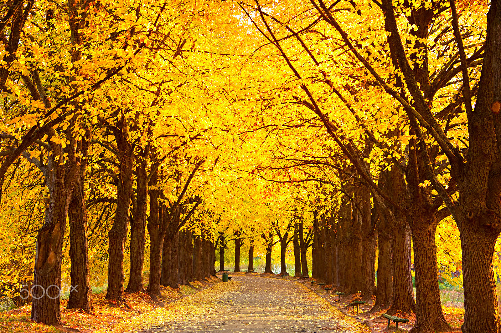 Nikon Df sample photo. Autumn lime alley photography