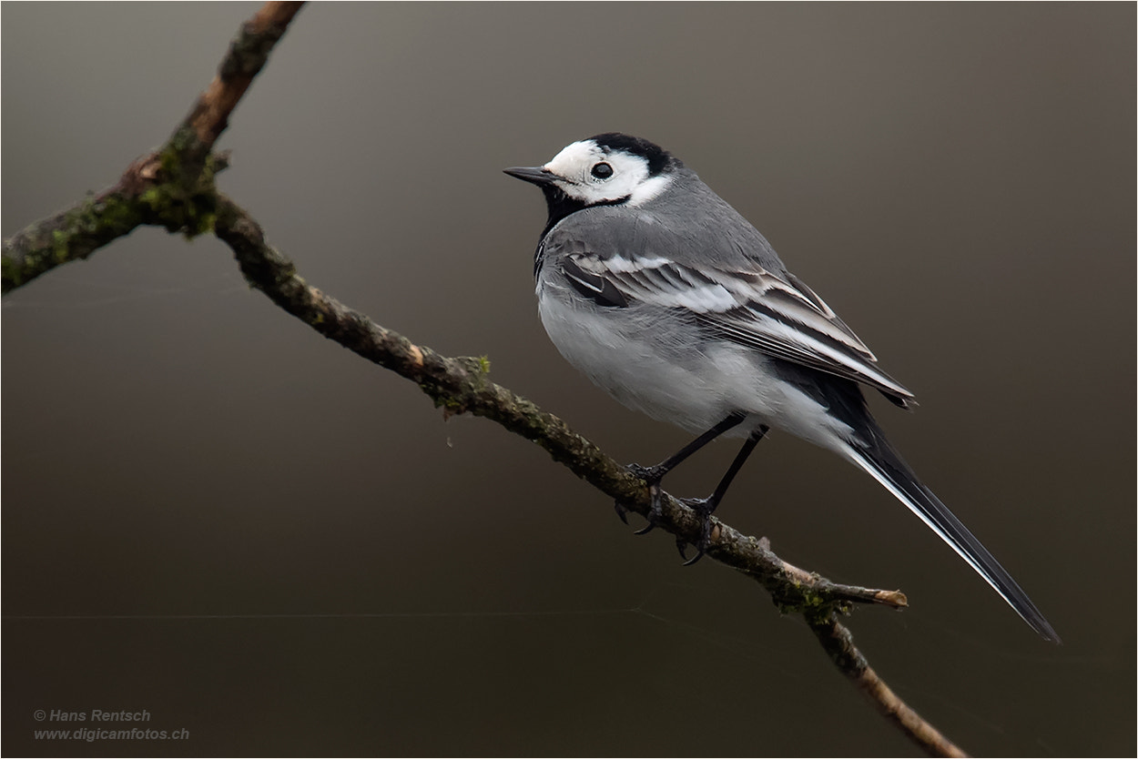 Nikon D5 sample photo. Motacilla alba / white wagtail photography