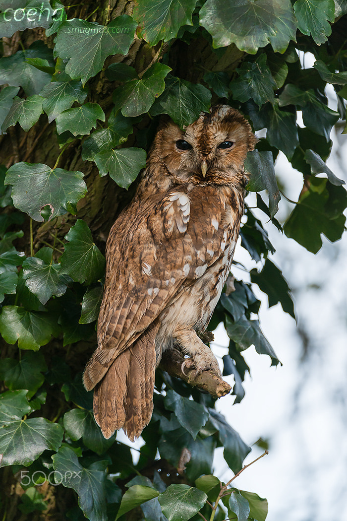 Nikon AF-S Nikkor 200-400mm F4G ED-IF VR sample photo. Tawny owl photography