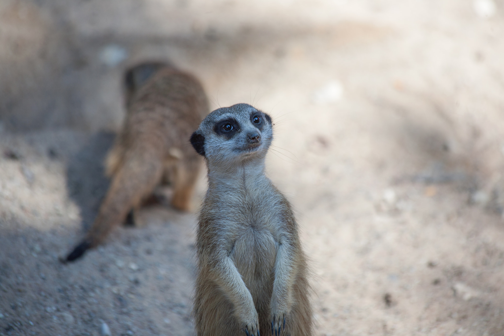 Canon EF 70-300mm F4-5.6 IS USM sample photo. Suriat (suricata suricatta) photography