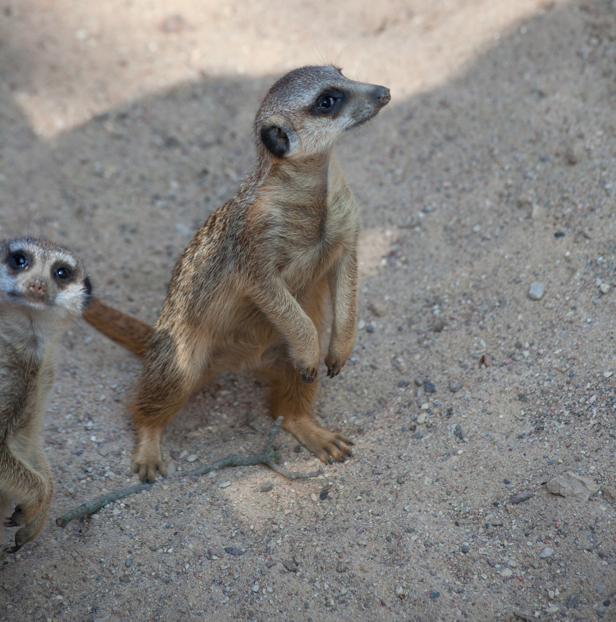 Canon EF 70-300mm F4-5.6 IS USM sample photo. Suriat (suricata suricatta) photography