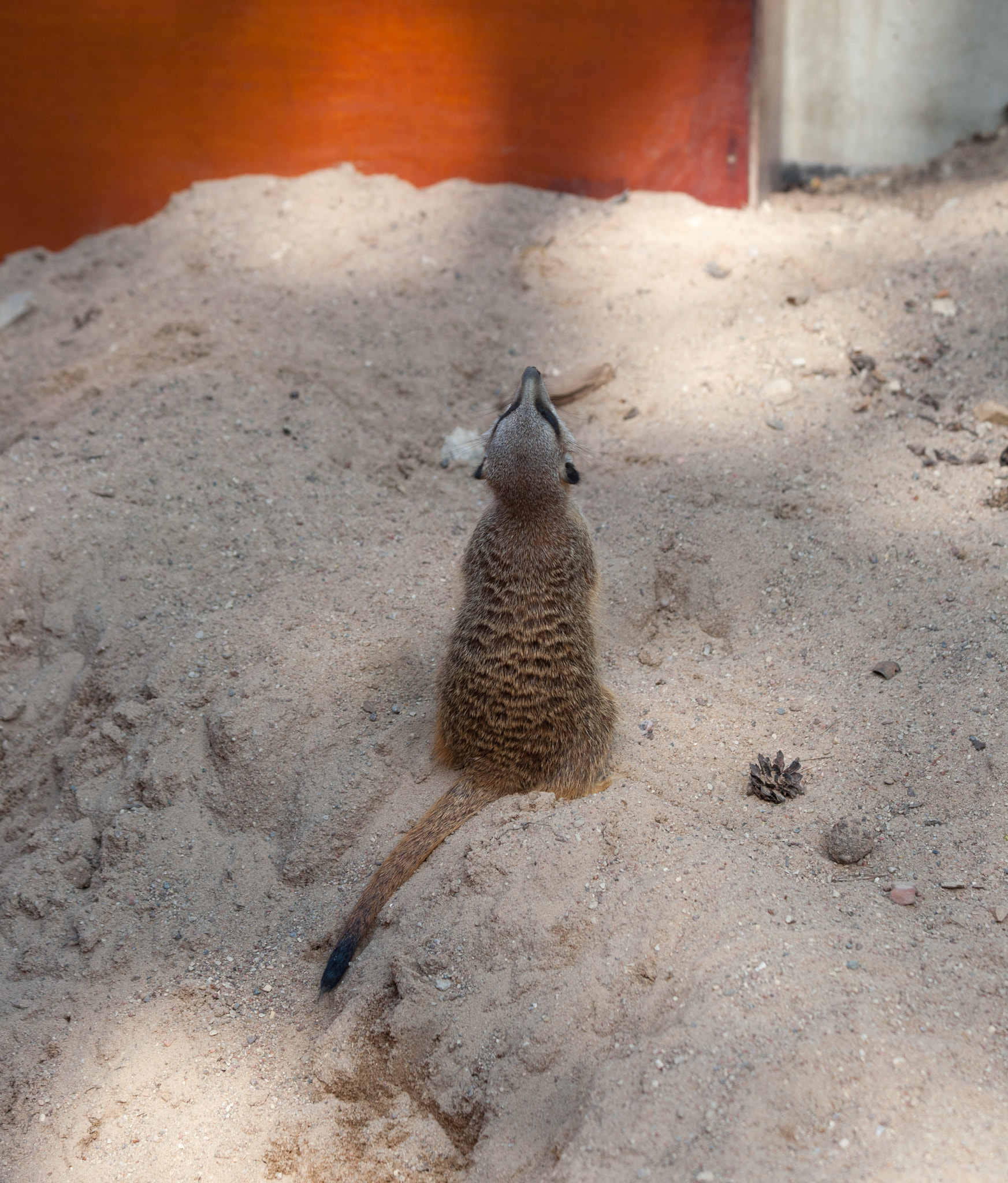 Canon EF 70-300mm F4-5.6 IS USM sample photo. Suriat (suricata suricatta) photography