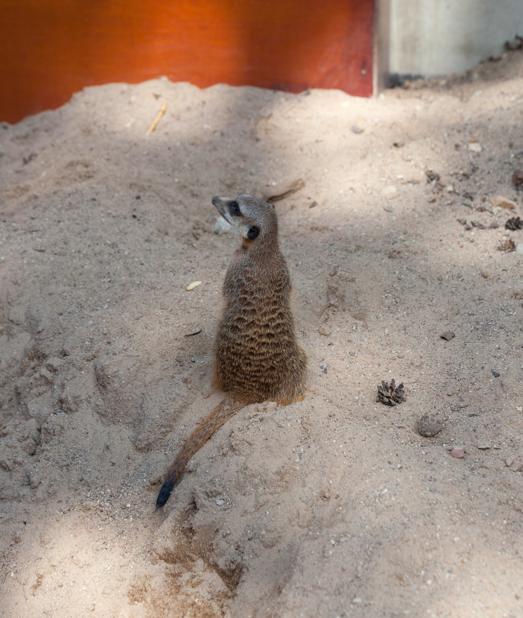 Canon EF 70-300mm F4-5.6 IS USM sample photo. Suriat (suricata suricatta) photography