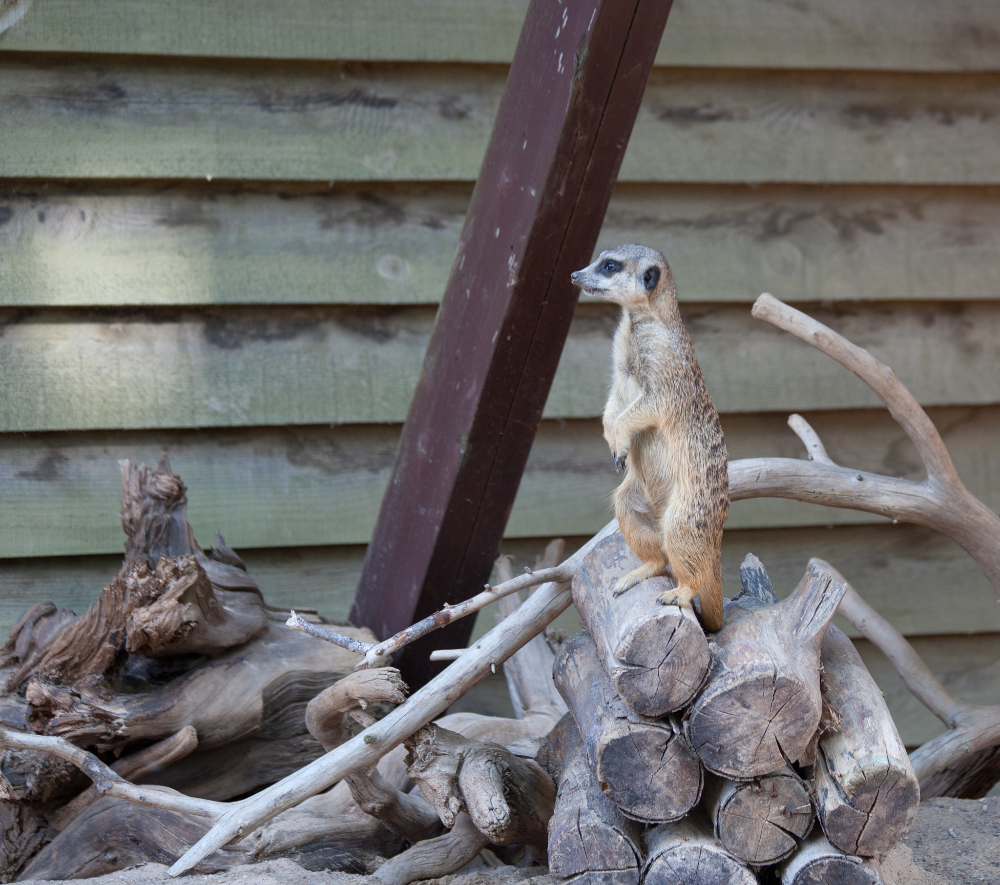 Canon EF 70-300mm F4-5.6 IS USM sample photo. Suriat (suricata suricatta) photography