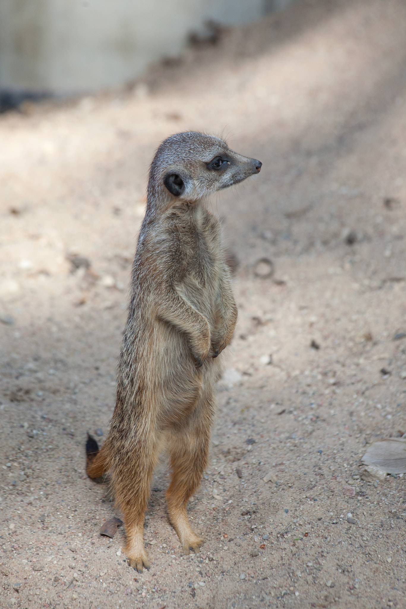 Canon EF 70-300mm F4-5.6 IS USM sample photo. Suriat (suricata suricatta) photography