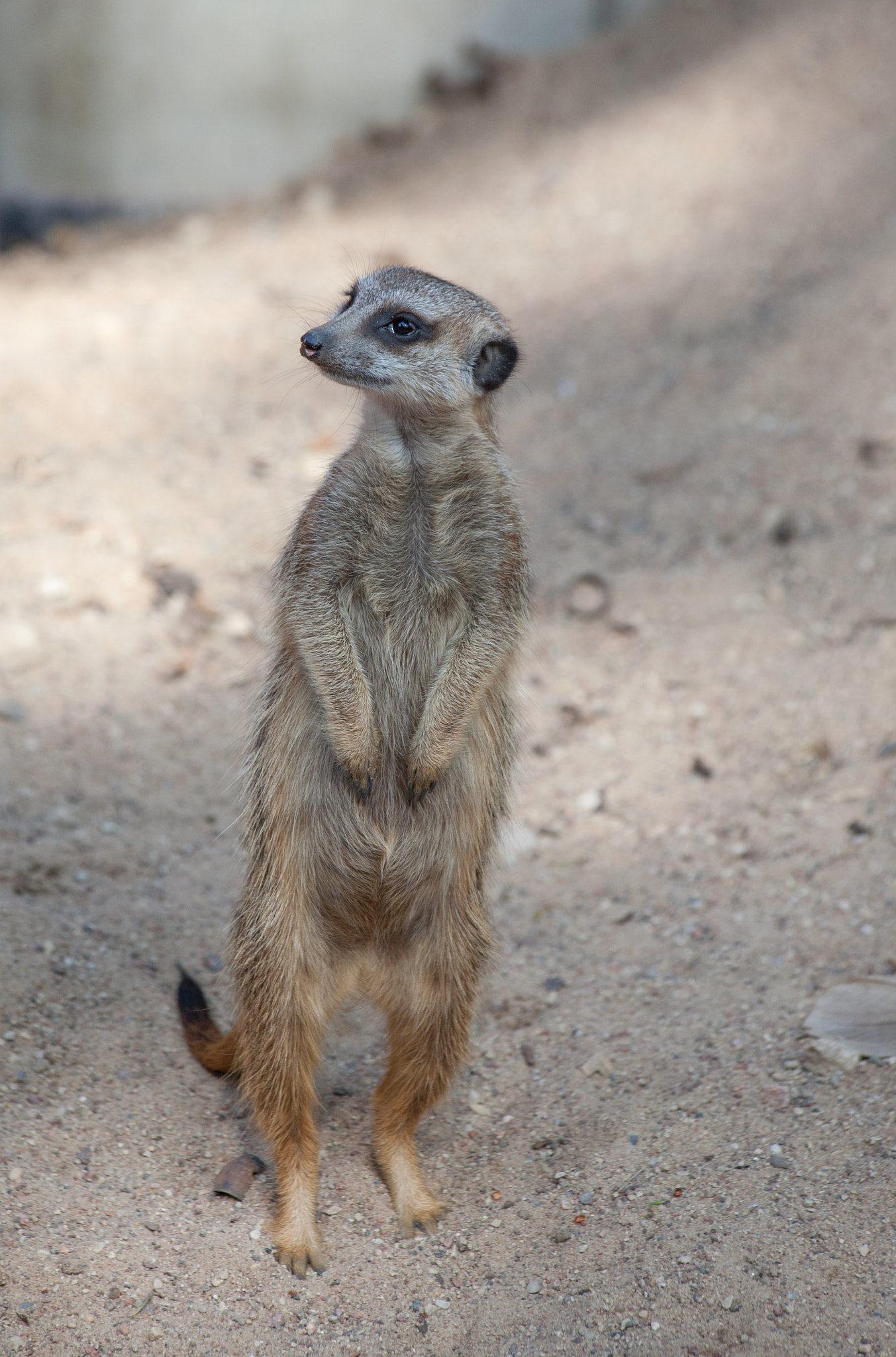 Canon EF 70-300mm F4-5.6 IS USM sample photo. Suriat (suricata suricatta) photography