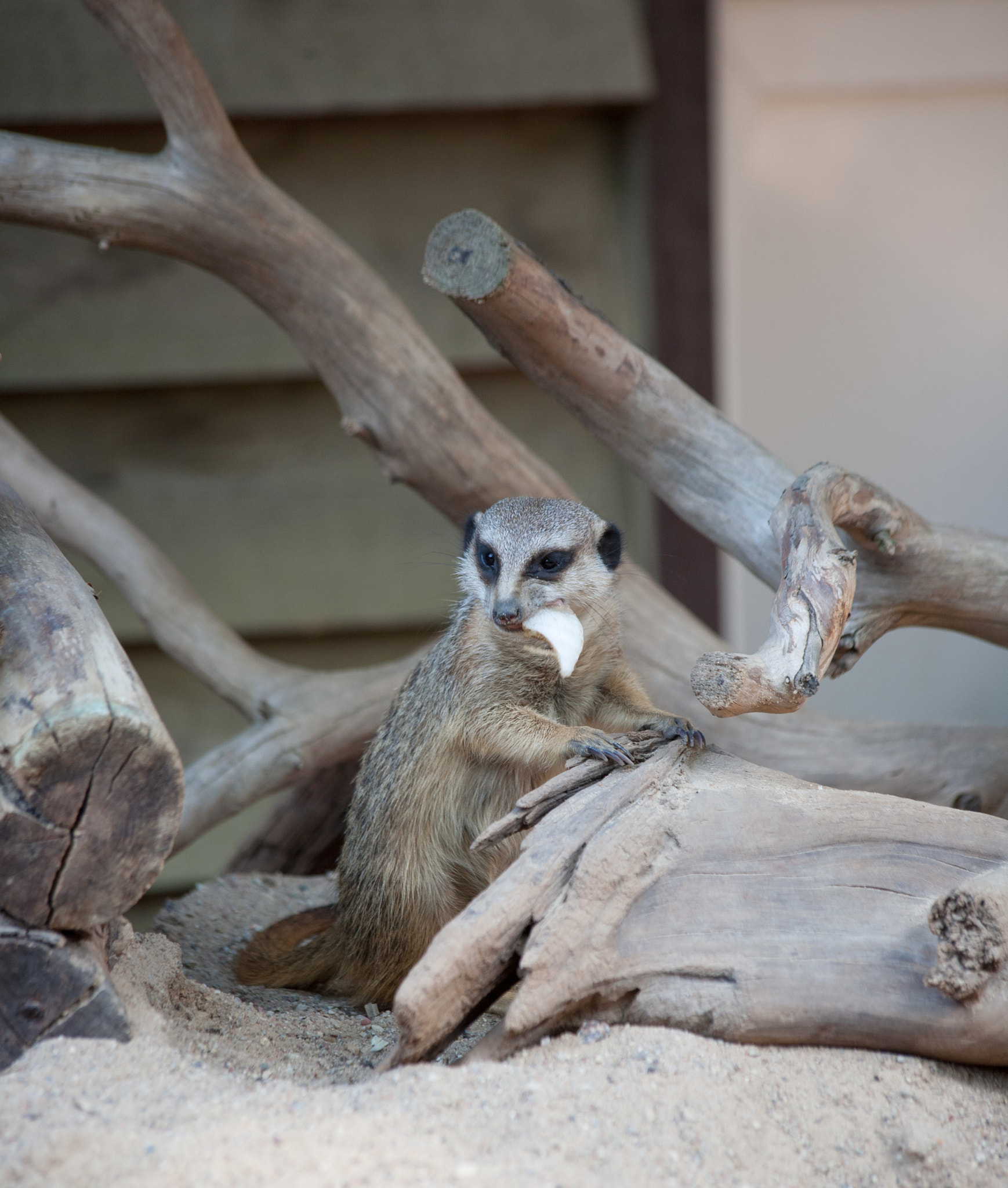 Canon EF 70-300mm F4-5.6 IS USM sample photo. Suriat (suricata suricatta) photography